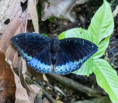 Black-tipped Archduke