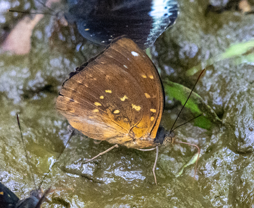 Common Archduke