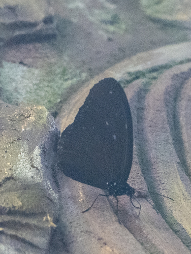 Striped Blue Crow