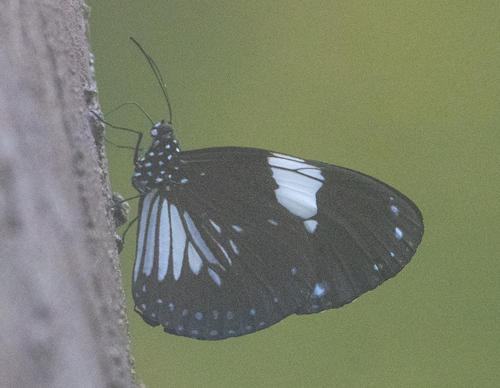 Magpie Crow Butterfly