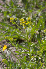 Barbarea vulgaris