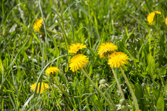 Taraxacum officinale