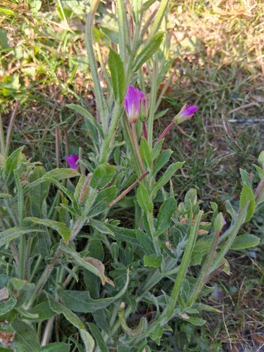 Great Willowherb
