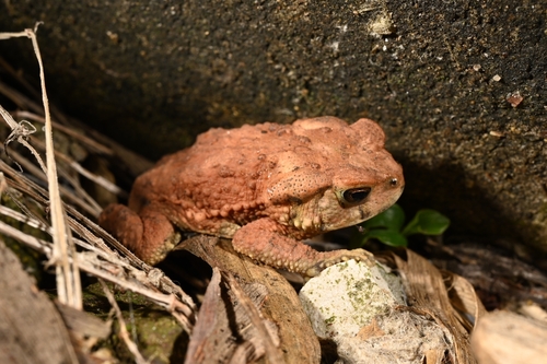 Asiatic Toad