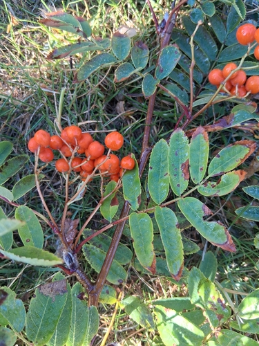 European mountain ash