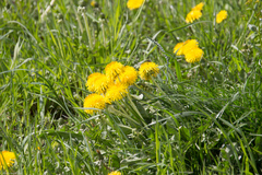 Taraxacum officinale