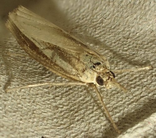 Common Grass-veneer, Graafland, Groot-Ammers, South Holland, NL, photo 10 of 10