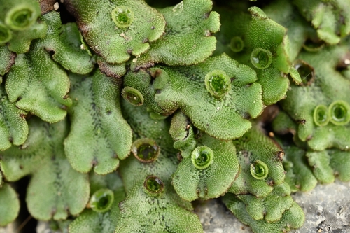 Common Liverwort