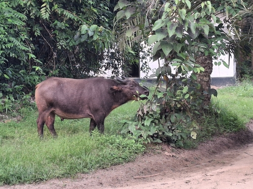 Forest Buffalo