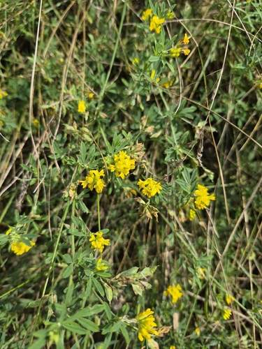 sickle alfalfa