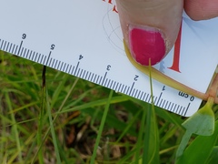Cleistesiopsis bifaria