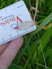 Cleistesiopsis bifaria