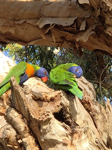 Rainbow Lorikeet