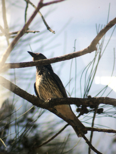 Olive-backed Oriole