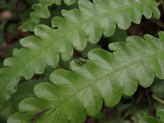 Pseudotheopea sauteri