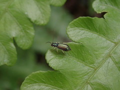 Pseudotheopea sauteri