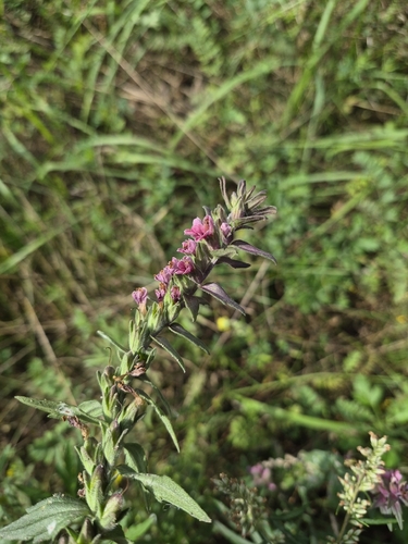 Red Odontites
