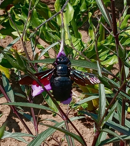 Broad-handed Carpenter Bee