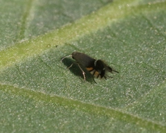 Coptodisca quercicolella