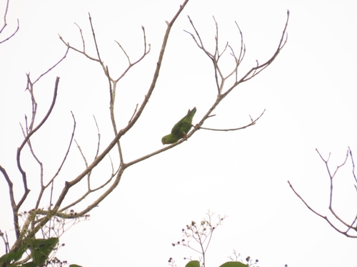 Vernal Hanging-Parrot