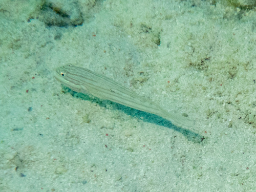 Valenciennea muralis observed 2026-08-23