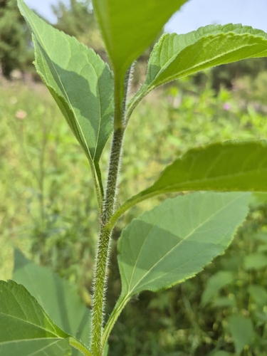 Jerusalem artichoke
