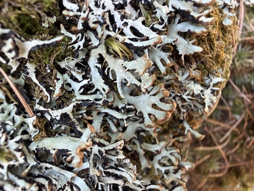 Hypogymnia vittata observed 2026-08-24