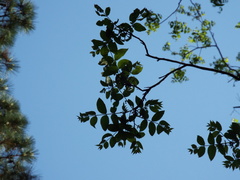 Carya aquatica