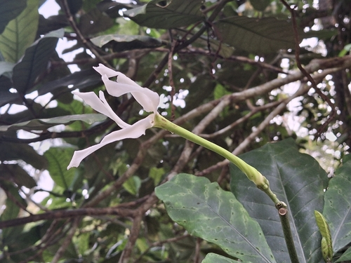 Tabernaemontana crassa