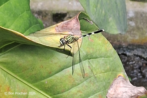 Slender Skimmer
