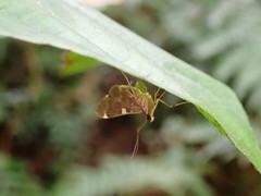 Piletocera aegimiusalis