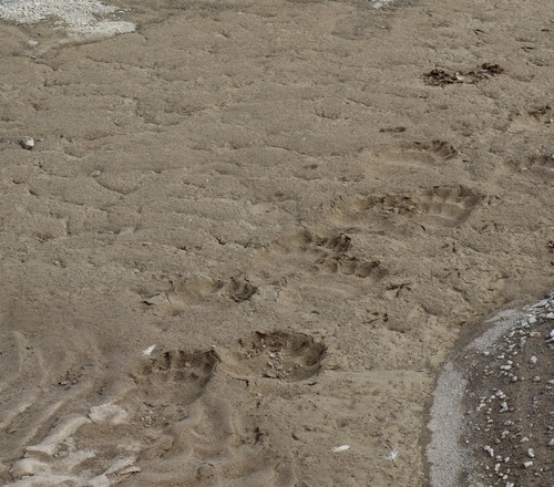 Black Bear sighting near Baffin