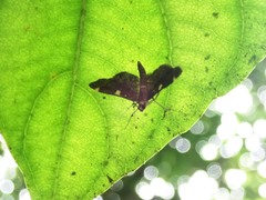 Piletocera aegimiusalis