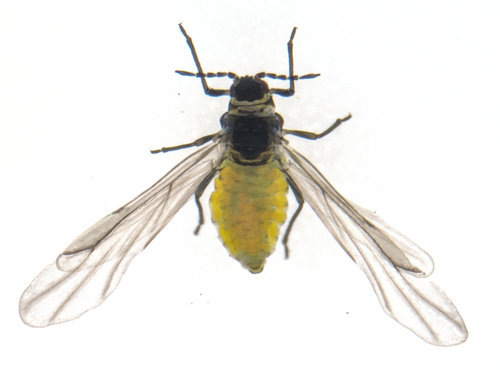 Mealy Grass Root Aphid