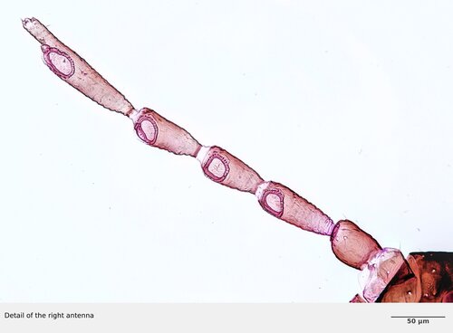 Mealy Grass Root Aphid