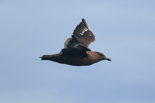 iNaturalist image
