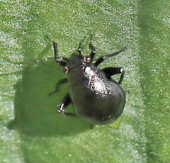 Halticini