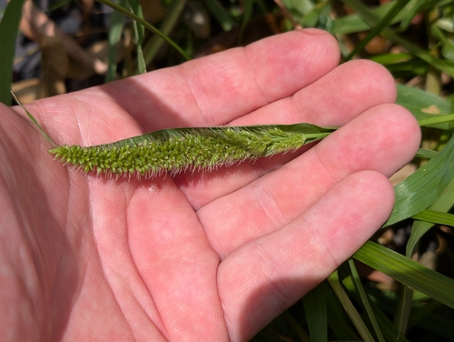 Setaria adhaerens observed 2026-08-24