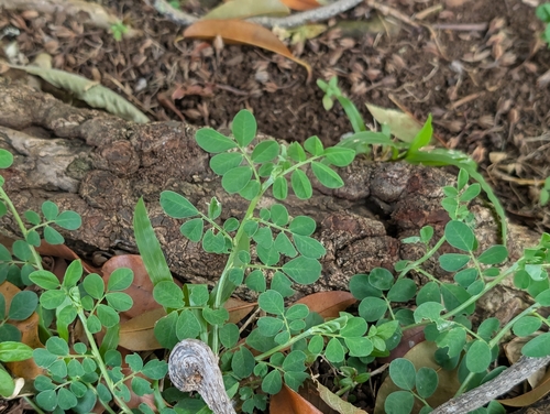 Indigofera spicata observed 2026-08-24
