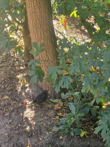 Eurasian Blackbird