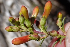 Keckiella ternata