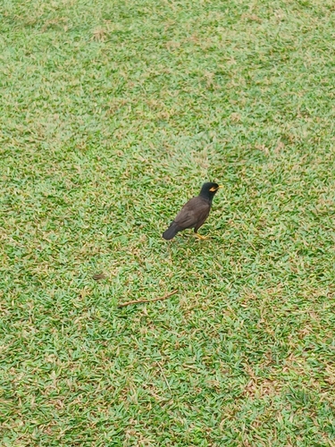 Common Myna