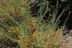 author not stated, no rights reserved Keckiella ternata, photograph author not stated, no rights reserved