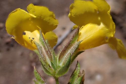 Diplacus brevipes, photograph 1