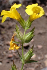 Diplacus brevipes, photograph author not stated, no rights reserved