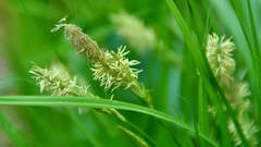 Carex arnellii