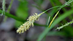 Carex arnellii