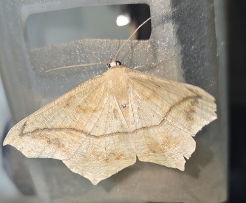 Large Maple Spanworm Moth