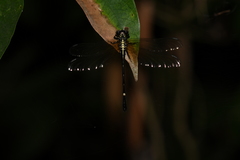 Heliogomphus scorpio