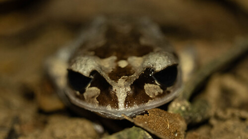 Leptobrachium hendricksoni observed 2026-08-21